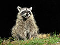 Common Raccoon (Procyon lotor)