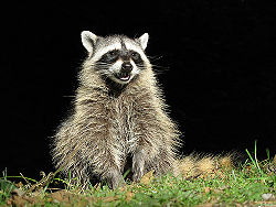 Common Raccoon.jpg