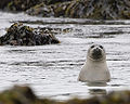 Harbor Seal (P. Vitulina) Genus: Phoca