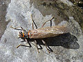 Giant stonefly (Pteronarcys) Family:Pteronarcys