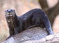 Spotted necked Otter (H. maculicollis ) Genus:Hydrictis