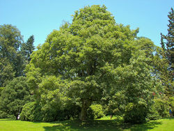 Acer pseudoplatanus.jpg