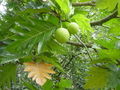 Breadfruit A. (altilis)