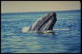 Pacific Gray Whale (Eschrichtius robustus) Family: Eschrichtiidae