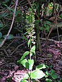 Thumbnail for version as of 02:05, 26 May 2009