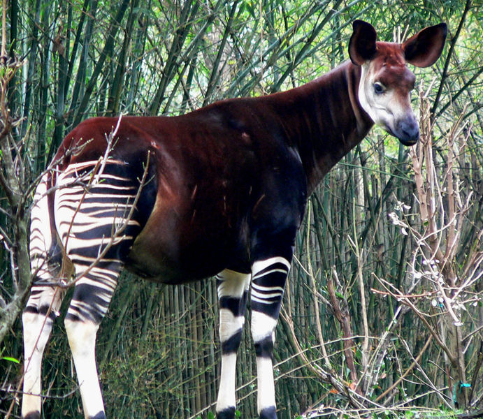 File:Okapia.jpg