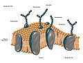 Thumbnail for version as of 16:36, 10 May 2010