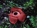 Thumbnail for version as of 02:52, 25 May 2009