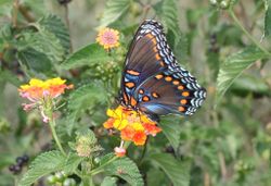 Red Spotted Purple .jpg