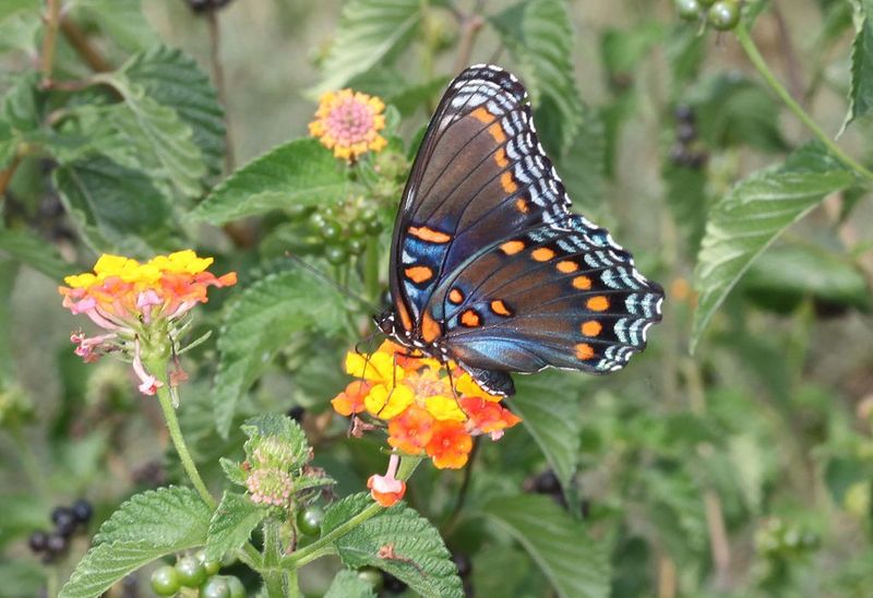 File:Red Spotted Purple .jpg