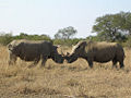 White Rhino (Ceratotherium simum) Genus: Ceratotherium