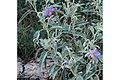 Silverleaf nightshade (Solanum elaeagnifolium)