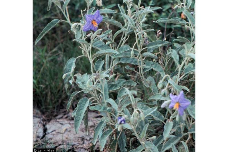 File:Silverleaf nightshade.jpg