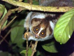Slow loris main.jpg