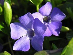 Vinca minor ziedai.jpg