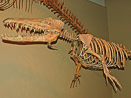 Ambulocetidae - Ambulocetus.JPG