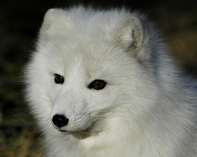 File:Arctic fox 1.jpg