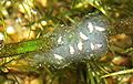 Thumbnail for version as of 17:08, 28 February 2011