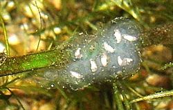 Axolotl eggs.jpg