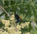 A Tarantula Hawk