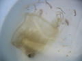 Box jellyfish Class: Cubozoa