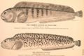 The Common Catfish or Wolf-Fish.