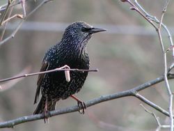 European Starling on a branch.jpeg
