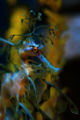 Leafy Sea Dragon (Phycodurus eques)