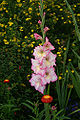 Gladiolus (Gladiolus)