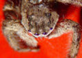 Thumbnail for version as of 15:03, 20 October 2006