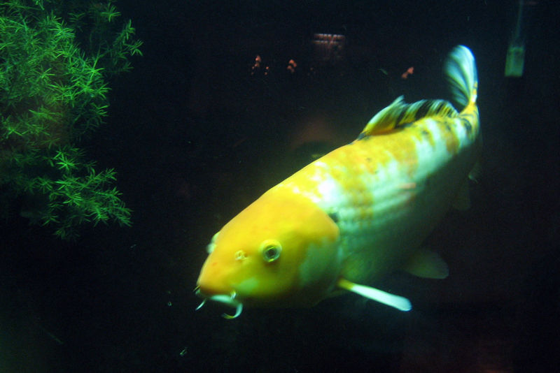 File:Koi.jpg