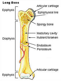 Anatomy of a long bone.