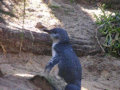 Little Penguin (Eudyptula minor)