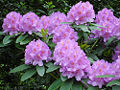 Rhododendron Family: Ericaceae
