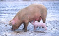 Thumbnail for version as of 06:22, 26 July 2007
