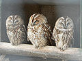 Thumbnail for version as of 20:28, 19 February 2010