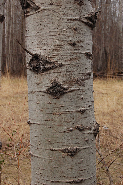 File:Trembling Aspen Bark.jpg