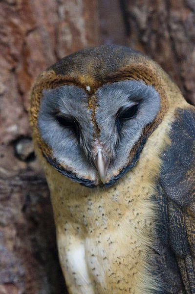 File:Tyto glaucops.jpg