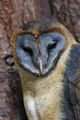 Ashy-Faced Owl (T. Glaucops) Genus: Tyto
