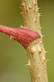 Devils Walking Stick (Aralia Spinosa)