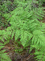 Bracken fern (Pteridium aquilinum) Family: Dennstaedtiaceae