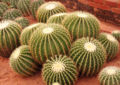 Cacti.jpg