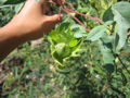 Thumbnail for version as of 02:25, 5 June 2007