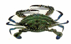 Main1.gif