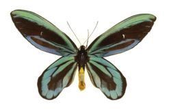 Ornithoptera alexandrae male.jpg