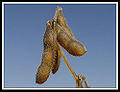 Thumbnail for version as of 04:32, 27 April 2009