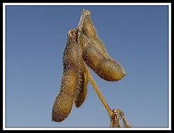 Soybeanplant.jpg
