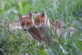 Red Fox (Vulpes vulpes)