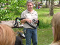 snake showing