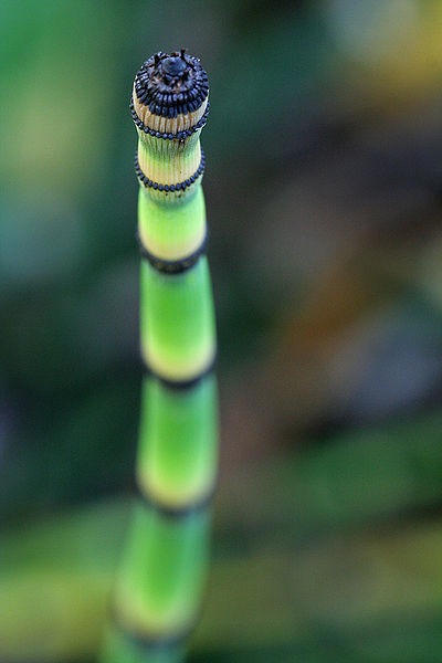 File:267389298 401f75a742 b.jpg
